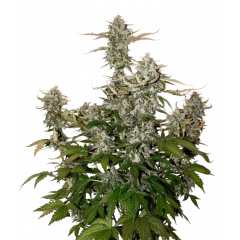 Candy Dawg Auto, Фасовка: 3