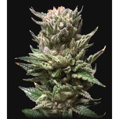 Gelato Auto, Фасовка: 3
