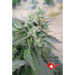 Critical 420, Фасовка: 10
