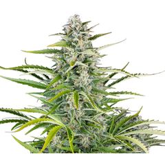 Gorilla Zkittlez Auto, Фасовка: 1