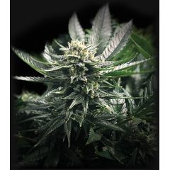 Gorilla Glue #4, Фасовка: 1