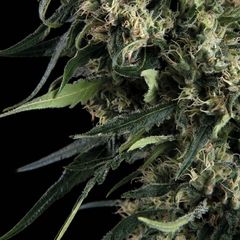 Blueberry Auto, Фасовка: 5+1