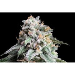 Auto AK 47 genetics, Фасовка: 5+2
