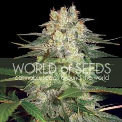 Afghan Kush Ryder Auto, Фасовка: 3
