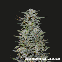 Boy Scout Cookies, Фасовка: 3