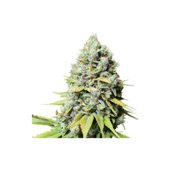 Kosher Haze, Фасовка: 5