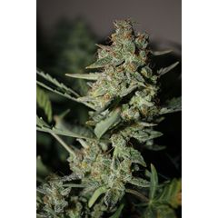 Afghan Kush Special, Фасовка: 3
