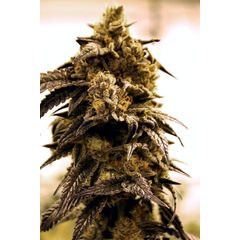 Sour D’OG Auto, Фасовка: 3