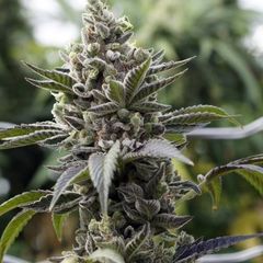 Scott’s OG Auto, Фасовка: 3