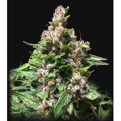 Og Kush Auto, Фасовка: 3