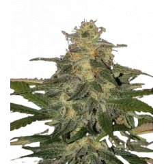Auto Mazar genetics, Фасовка: 3+1