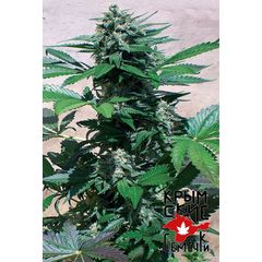 Bubblegum Blue Auto, Фасовка: 3