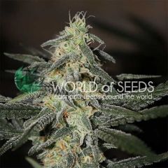 Afghan Kush Early, Фасовка: 3