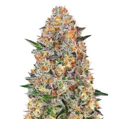 Bubba Kush, Фасовка: 3