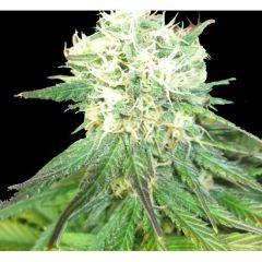 Auto Northern Light genetics, Фасовка: 5+2