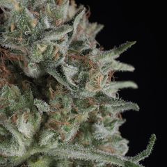 Critical Plus, Фасовка: 5+1