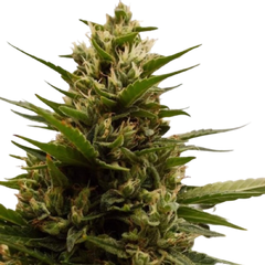 Auto AK XXL, Фасовка: 10+5