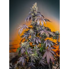 Red Gorilla Girl XL Auto, Фасовка: 3+1
