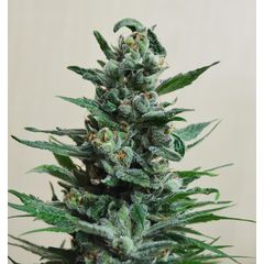 Moscow Blueberry Auto, Фасовка: 3