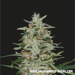 White Russian OG, Фасовка: 5