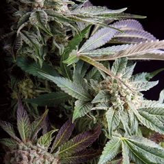 Blueberry, Фасовка: 5+1