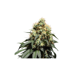 Bruce Lemon Diesel, Фасовка: 5