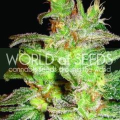 Northern Light x Big Bud, Фасовка: 7
