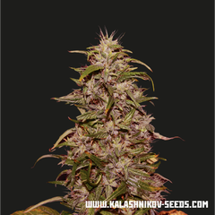 Big Altai Sativa Express, Фасовка: 5