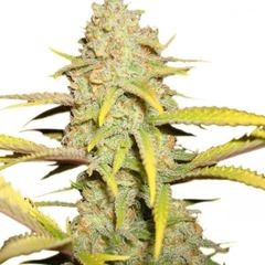 Auto Og Kush, Фасовка: 10+5