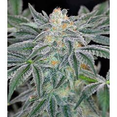 Mazar Kush, Фасовка: 7