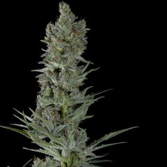 Critical Plus Auto, Фасовка: 100