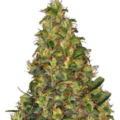 Amnesia Haze Auto, Фасовка: 3