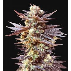 Black Cherry Pie Auto, Фасовка: 10