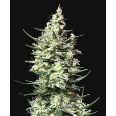 Gorilla Grape Auto, Фасовка: 10