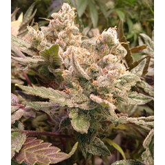 Domina 99 OG, Фасовка: 10