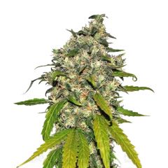 AK-48 Auto, Фасовка: 5