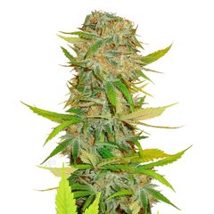 Aurora Indica Reg, Фасовка: 10