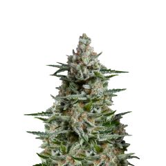 Anesthesia Auto, Фасовка: 3+1
