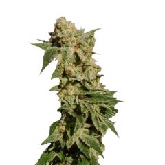 BCN Diesel Max Auto, Фасовка: 3