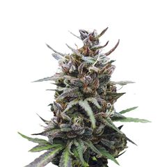 Baby Boom Auto, Фасовка: 3