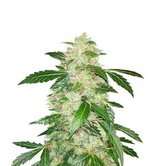 Big Bang Auto, Фасовка: 5