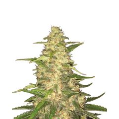 Big Bud, Фасовка: 10