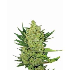 Big Bud Auto, Фасовка: 3