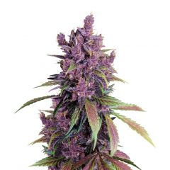 Black Cherry Punch, Фасовка: 5+2