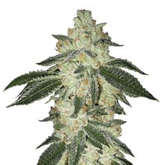 Black Jack Auto, Фасовка: 3