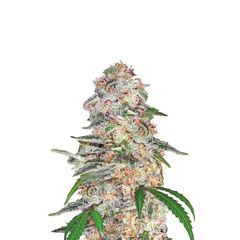 Blue Dream, Фасовка: 3
