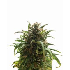 Blue Dream Reg, Фасовка: 10