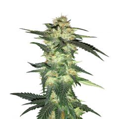 Blue Haze x Gelato 41 Auto, Фасовка: 1