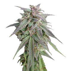 Blue Mystic, Фасовка: 5
