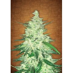 CBD Crack Auto, Фасовка: 1